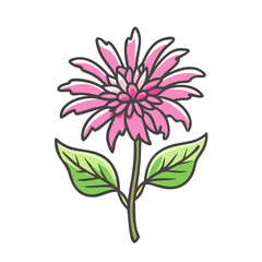 bee balm flower icon, bee balm flower vector illustration-simple illustration of bee balm flower, perfect for bee balm flower logos and icons