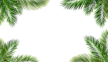 Obraz premium Palm Tree Branch And Isolated White Background