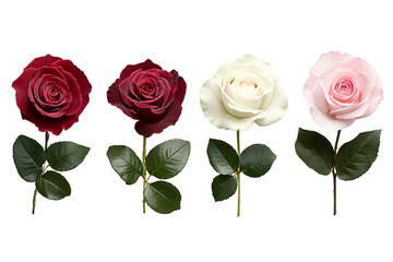 Naklejka premium Four different roses red pink and white roses with green leaves on an isolated Transparent background PNG