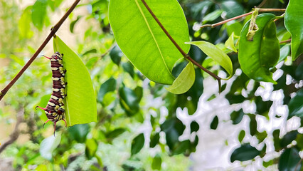caterpillars that will become leafhoppers