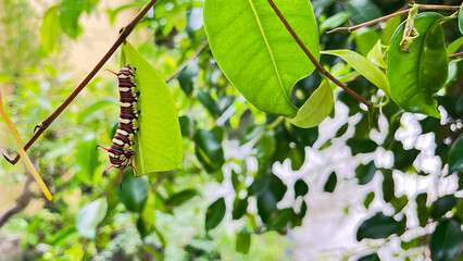 caterpillars that will become leafhoppers