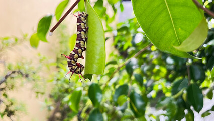 caterpillars that will become leafhoppers