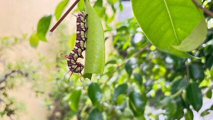 caterpillars that will become leafhoppers