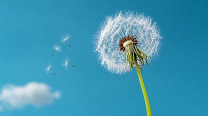 Dandelion Seed Head With Fluffy Seeds Blowing Away In The Breeze