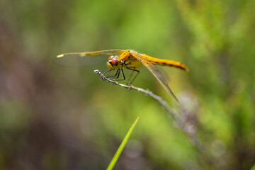 A dragonfly at a rest stop