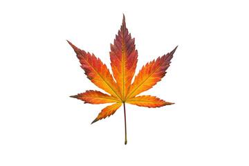 Autumn Maple Leaf Isolated Black Background isolated on transparent background