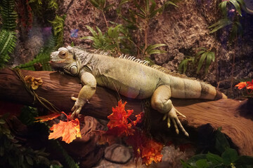 Iguana herbivorous lizard clinging to a branch.