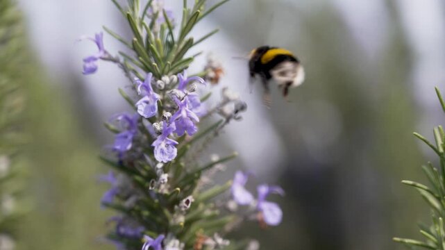 Buff-tailed bumblebee (Bombus terrestris), actively foraging on the purple flowers of a rosemary plant
