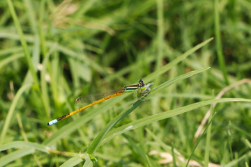 Damsel Fly on Grass Macro