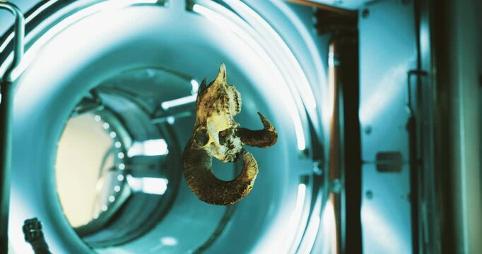 A ram skull is suspended in the air, floating in the unique environment of zero gravity, inside the international space station. Surrounding equipment and lighting contribute to the atmosphere.