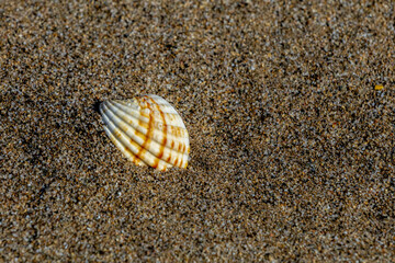 Seashell on Sand: A single seashell with tan stripes sits nestled in coarse, textured sand. A tranquil scene, showcasing nature's beauty.