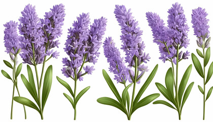 Fototapeta premium Purple lavender Illustration features a set of lavender stalks with green leaves, set against a white background.