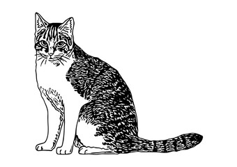 Black and white line drawing of a tabby cat sitting upright with its tail extended. Detailed fur patterns, expressive eyes, and alert ears. Clean and precise style, perfect for animal art lovers.