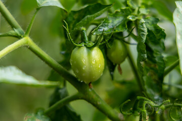 Close-up of Fresh Green Tomatoes on the Vine