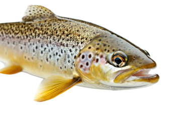 Brown Trout Close Up Detailed Fish Profile Black Background isolated on transparent background