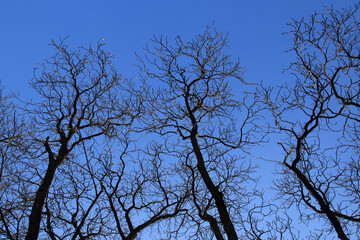 Abstract tree shape with black branches and small buds. Blue background. Ideal for minimal designs, textures, and nature illustrations.