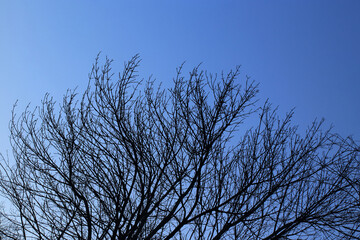 Silhouette of tree with small buds on branches against vibrant blue sky. Simple natural composition...