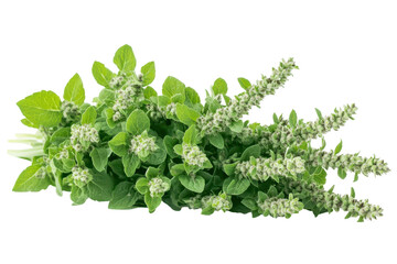 Obraz premium Fresh green oregano herb bunch blooming flowers culinary herb garden plant, isolated on transparent background