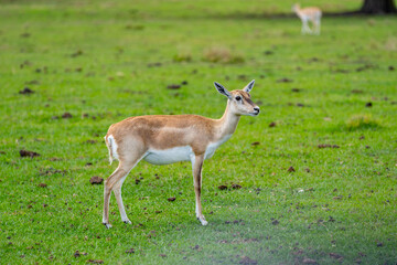 Stock image female Impla in a field of grass