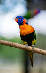 Stock photo pair of Lorikeets staring at camera