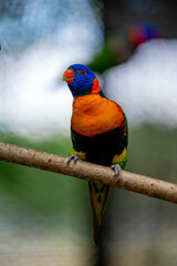 Lorikeet parrot bird on a blurry background