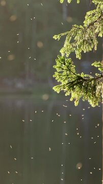 Insects flying around a pine tree , backlit by warm morning light