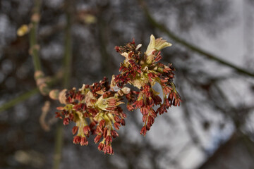 The ash-leaved maple blooms, or American maple (lat. Acer negundo), inflorescences dissolve. Spring.