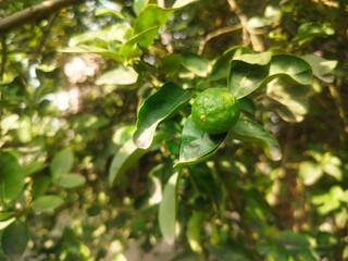 Close up shoot of unripe young lemon hanging on tree.