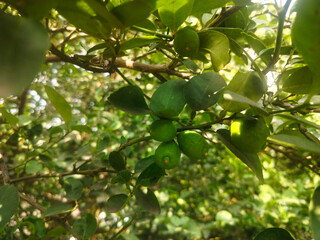 Close up shoot of unripe young lemon hanging on tree.
