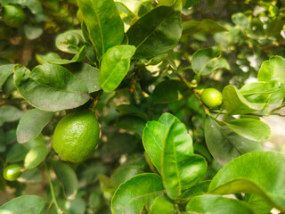 Close up shoot of unripe young lemon hanging on tree.