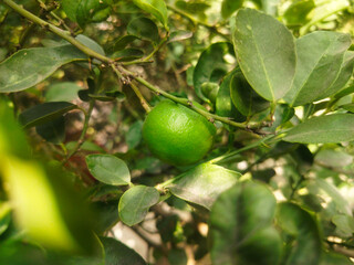 Close up shoot of unripe young lemon hanging on tree.