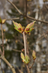 Lilac buds are blooming. Lilac buds (Latin Syringa vulgaris) in the rays of the spring sun. Spring.