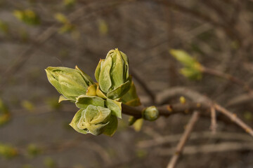 Lilac buds are blooming. Lilac buds (Latin Syringa vulgaris) in the rays of the spring sun. Spring.