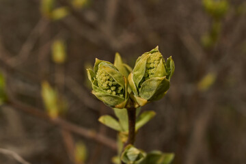 Lilac buds are blooming. Lilac buds (Latin Syringa vulgaris) in the rays of the spring sun. Spring.
