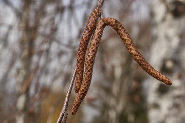 Naklejka premium The stamen earrings of the birch bloomed in early spring before the leaves appeared.