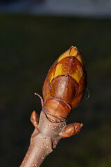 Spring. Chestnut buds are blooming in the town square.