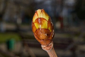 Spring. Chestnut buds are blooming in the town square.