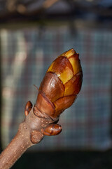 Fototapeta premium Spring. Chestnut buds are blooming in the town square.