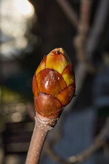 Spring. Chestnut buds are blooming in the town square.