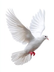 Fototapeta premium White Dove in Flight - A pristine white dove soars gracefully against a stark white background, wings fully extended, capturing a moment of serene flight