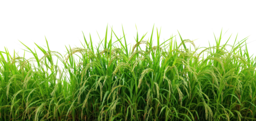 PNG Fields outdoors nature plants.