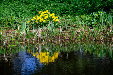 large golden flowers of marsh marigold also known as kingcup on the edge of a pond reflecting in...