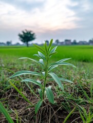 Obraz premium Young Sprout Amidst Countryside Beauty - A young plant emerges, symbolizing growth, resilience, nature's beauty, new beginnings, and hope. The backdrop is a tranquil countryside scene