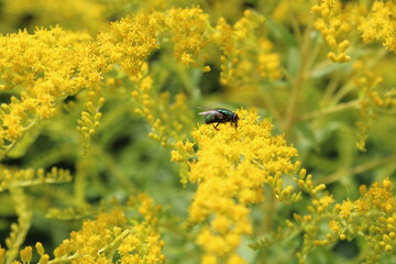 Fly on Canada goldenrod flower 
