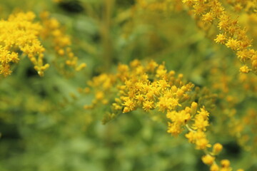 Canada goldenrod flower 
