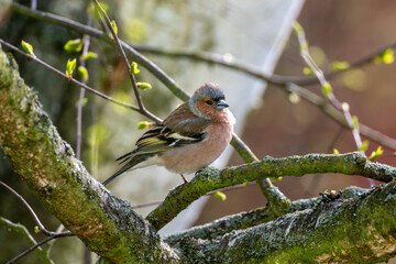 Common chaffinch, Fringilla coelebs. A male bird sitting on a tree branch