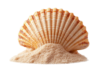 Seashell in Sand Ocean Theme Summer Beach Vacation Coastal Nature, isolated on transparent background