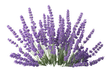 Lush Lavender Bouquet Purple Flowers Aromatic Herbs, isolated on transparent background