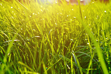 Bright green grass background, fresh green grass on the lawn under bright sunlight, lowest point shooting