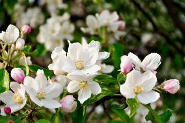 Spring apple flowers in blossom lit by soft sunlight, spring floral background. Apple tree branch blooming in the spring garden